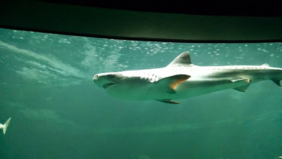 Saludando al tiburon