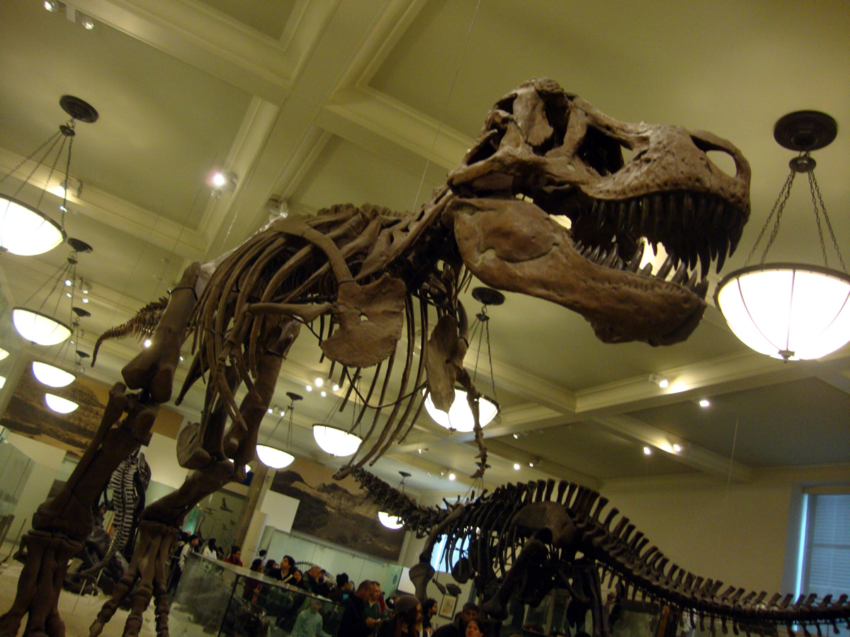 Tyranosaurio Rex del Museo