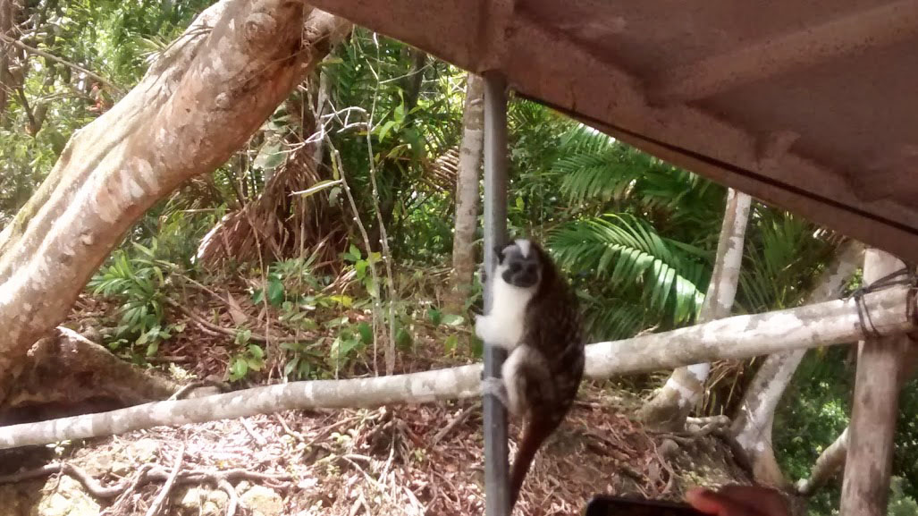 Mono tití en el canal de Panamá
