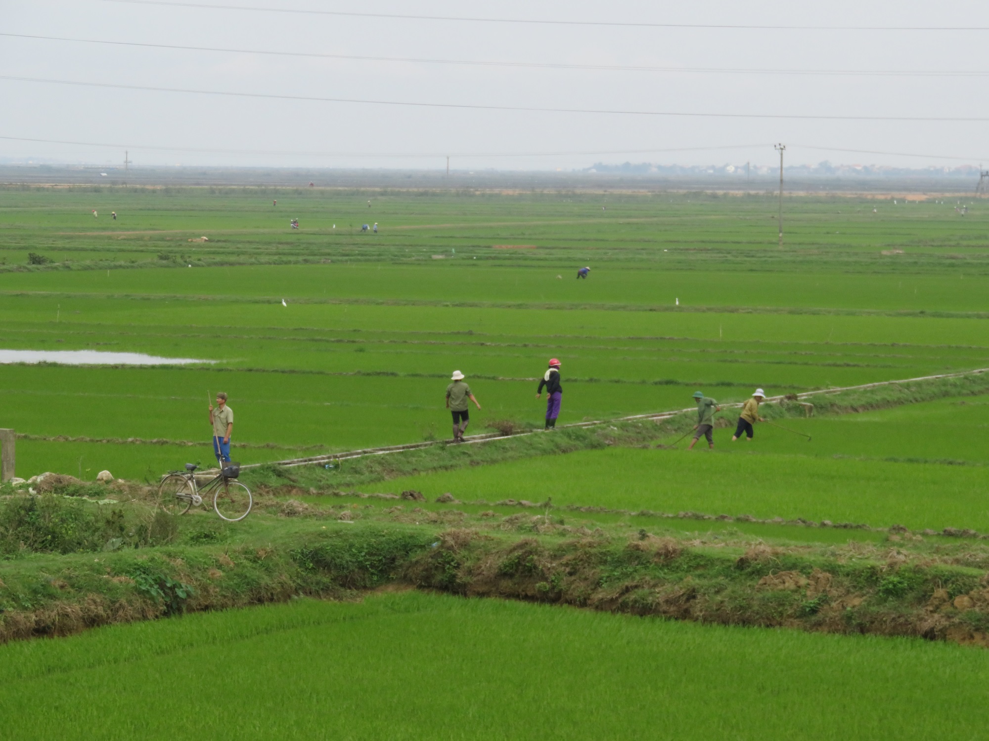 La gente trabajando en los campos de arroz