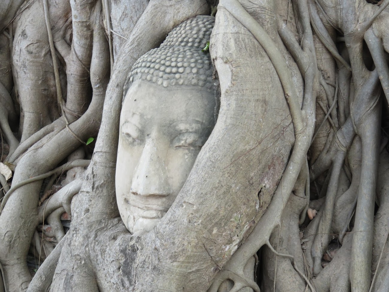 Buda entre las raíces